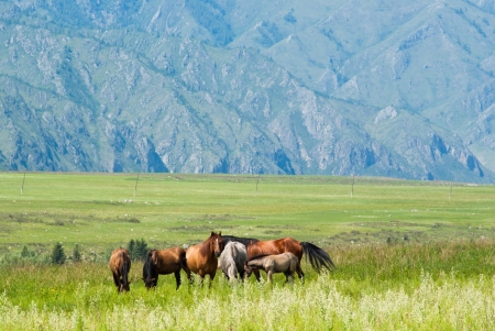 Wild horses graze in the meadow in the mountainsの写真素材