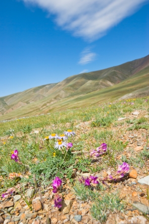 Mountain flowers on the slope of the rock の写真素材