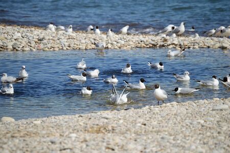 Mediterranean seagulls swimming on a pond next to the sea