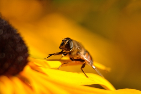Bee on flowering