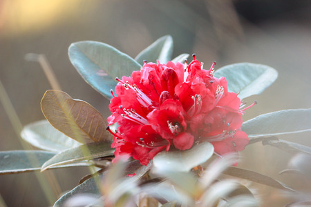 Rhododendron, the cold flower at Northern Part of Thailandの写真素材