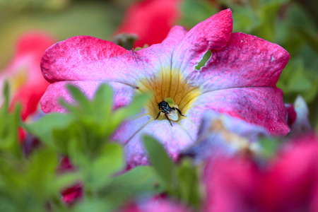 Bug on a flowerの写真素材