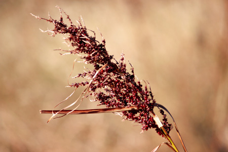 dry flowerの写真素材