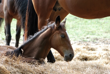 colt resting in the hay の写真素材