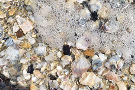 shells on the shoreline on the Adriatic coast in Riccioneの写真素材