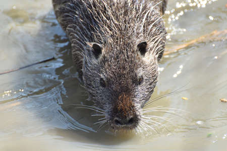 River nutria, rodent native to South America in the reproductive periodの写真素材
