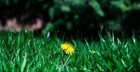 Yellow flowered weedの写真素材