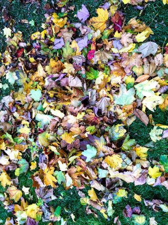 Fall leaves collectionの写真素材