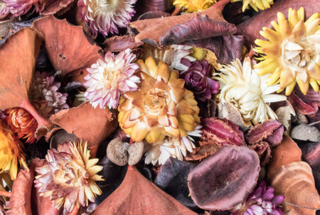 Dry flowers autumn wallpaperの写真素材
