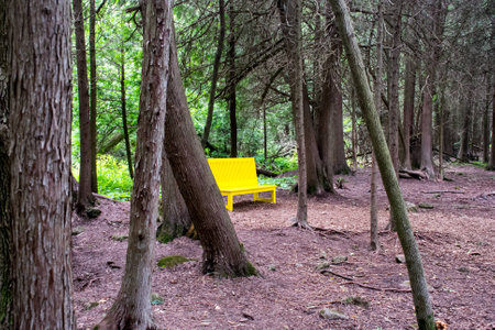 Yellow bench in the woods to contemplate and appreciate natureの写真素材