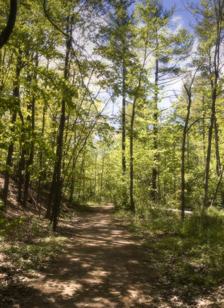 Hiking trail in Canada with dreamy focus effectの写真素材
