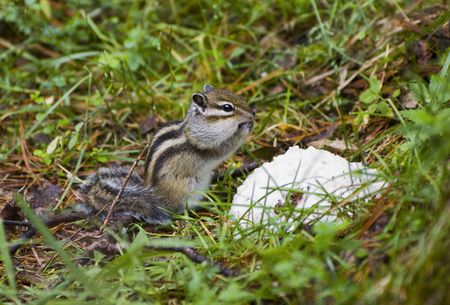 Siberian Chipmunk at breakfast on green background. Close-up.の写真素材
