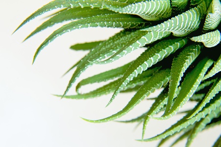 Haworthia fasciataの写真素材