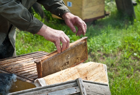 The bee-keeper gets honey in honeycombs from a beehive