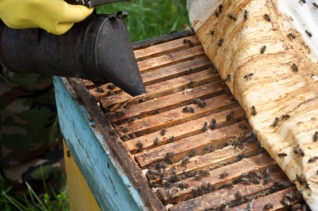 The bee-keeper gets honey in honeycombs from a beehive