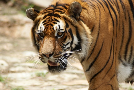 Bengal Tiger growling closup of face
