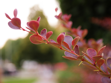 Pink flower leaves