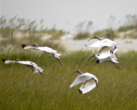 American Egrets