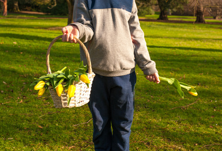 Child hands holding a basket with bright yellow tulips in sunny spring park. copy space.の写真素材