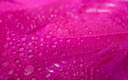 Colorful feather surface with water droplets and bokeh effectの写真素材