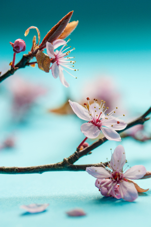 Bright pink blossom of cherry tree on turquoise background. Copy space.の写真素材