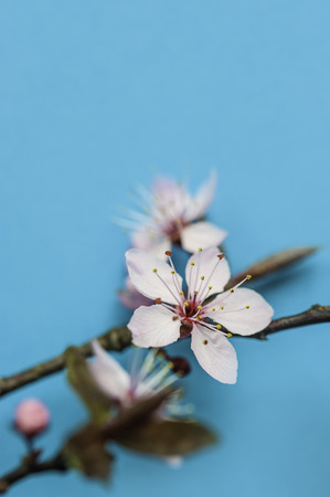 Vivid pink spring cherry blossom on turquoise backrgound. Copy space.の写真素材