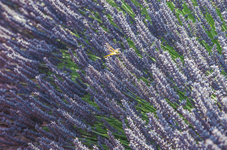 Blossoming lavander fields with golden gragonfly sitting on a purple flower lit by sunset light.の写真素材