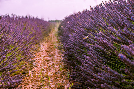 Blossoming lavander fields with golden gragonfly sitting on a purple flower lit by sunset light.の写真素材