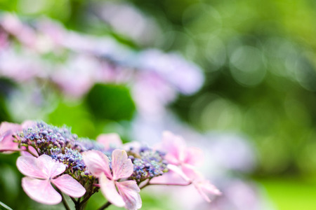 Background: closeup of hydrangea flowers with bokeh lights. Copy space. Selective focus.