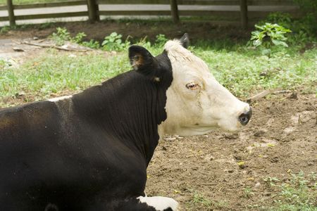 Black and White Cowの写真素材
