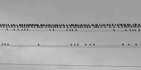 A flock of birds gathers on a string a power lines against an overcast sky as a storm approaches.の写真素材