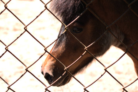A pony in a zoo parkの写真素材