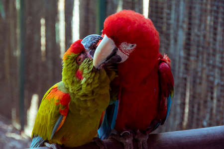 Parrot