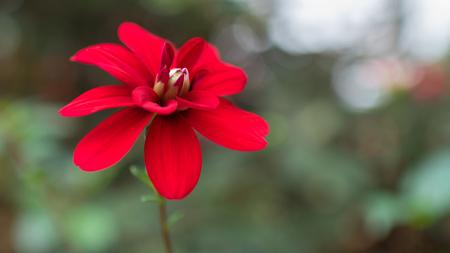 Colorful red poppy flowers - blurred background selective focusの写真素材