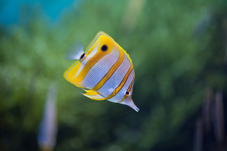 Close-up of copperbanded butterflyfishの写真素材