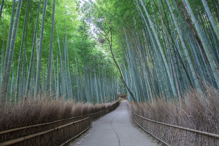 Path of bamboo forest Arashiyama, kyoto Japanの写真素材