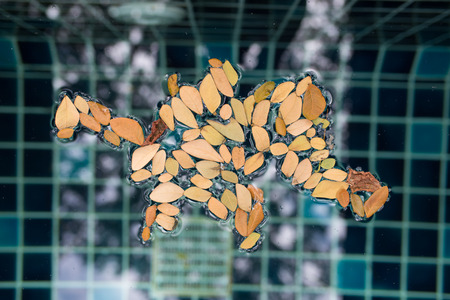 Dried leaves on the waterの写真素材