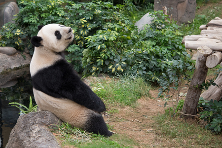 Cute giant panda (Ailuropoda melanoleuca) in wildlifeの写真素材