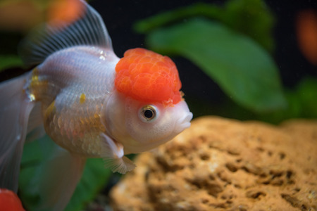 Red Cap Oranda Goldfish - Encased with a prominent head growth, they can appear just like a lion.の写真素材