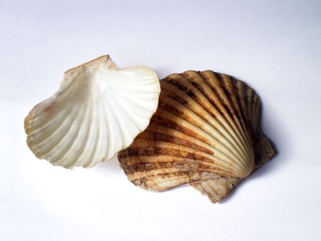 Scallop shells on a white background