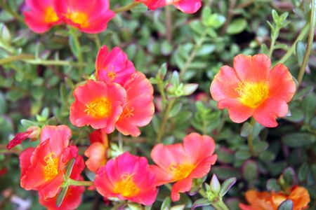 Flowersの写真素材