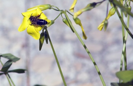 Bee collecting pollen