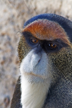 Guenon