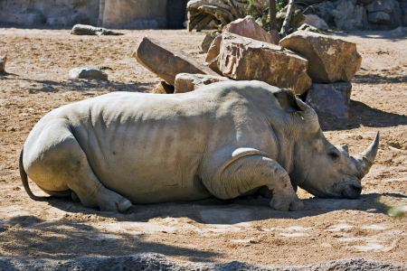 Rhino restingの写真素材