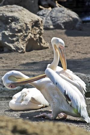 Pelicansの写真素材