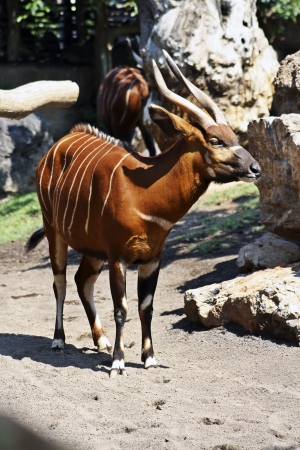Bongo antelopeの写真素材