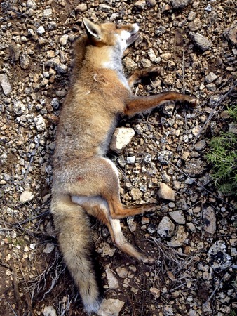 Dead Hunted Foxの写真素材