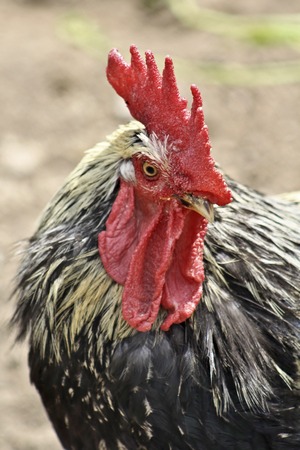 Roosterの写真素材