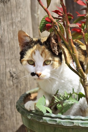 cat in a flower potの写真素材
