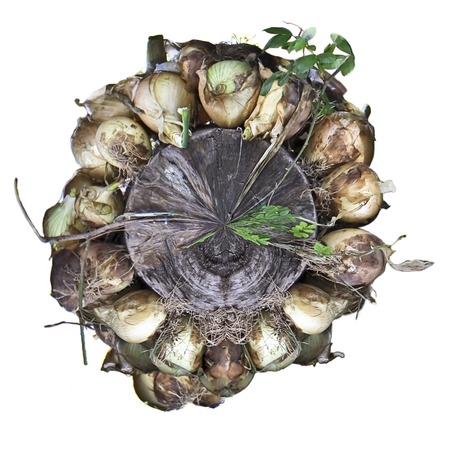 Onions to log arroundの写真素材